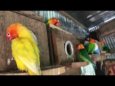 Lovebird Sounds | 2 Hour Lovebirds Sounds ❤️ 🦜#lovebirds #parrotlover #birdsounds