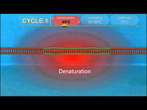 PCR – Polymerase-Kettenreaktion: Wie funktioniert das?