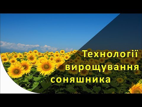 Скільки соняшника вирощується в Україні і по кожній технології?