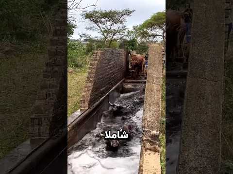لماذا أغرقوا البقرة في هذا الحوض؟