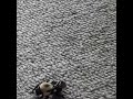 The Flight Of The Bumblebee