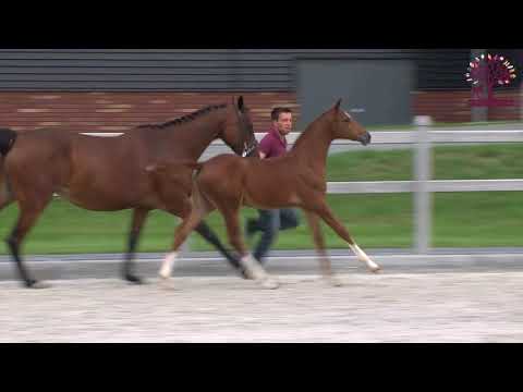 106 Memory Morka (Gaspahr x Diarado)