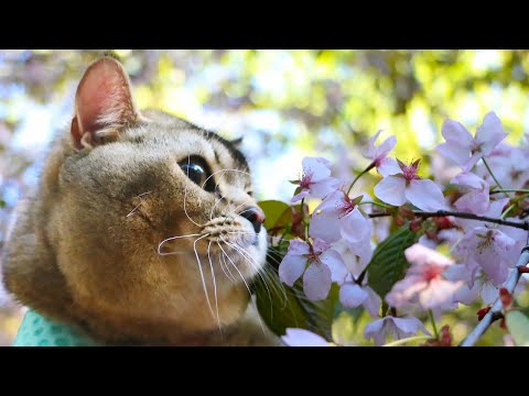 Watch Kiki Get Mesmerized by the Sakura Blossoms! Walking with Kiki