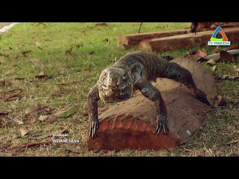 (JC 15/07/19) Entrega voluntária de animais silvestres.