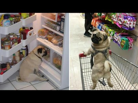 Only Pug can make us HAPPY and LAUGH - Funny and Cute Pug Puppy Videos Compilation