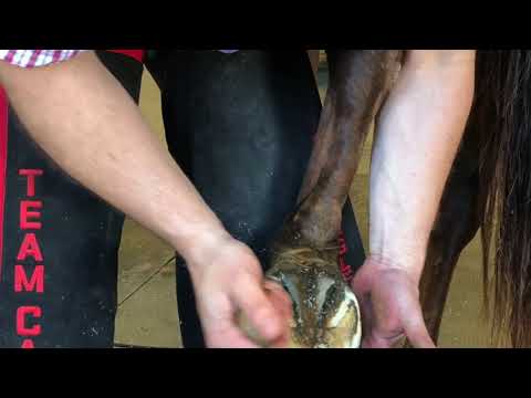 Slide 10 - Bellota Mini Sharp Rasp 8"  (video)