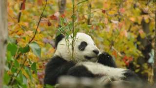 Fu Hu got a favorite Spot to sleep