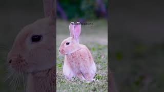 Download lagu Suara kelinci #kelinci #mamalia #hewan #suara #suaraalam #satwa liar #video pendek #wikipedia mp3