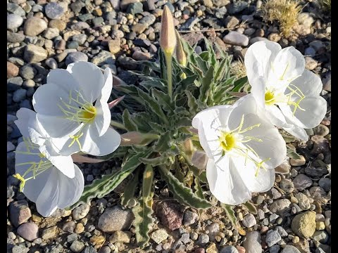 Native Plants of Coronado Historic Site - Tufted Evening Primrose