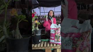 Destaque ao vivo