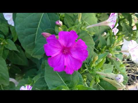 , title : 'Dompedros, Mirabilis jalapa. Cuidados.'