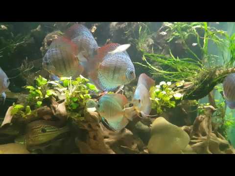 300 schooling fish! 600 gallon planted discus tank