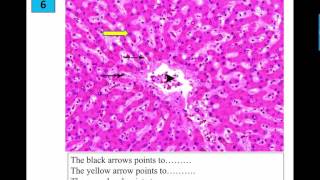 Revision Digestive Glands 2017