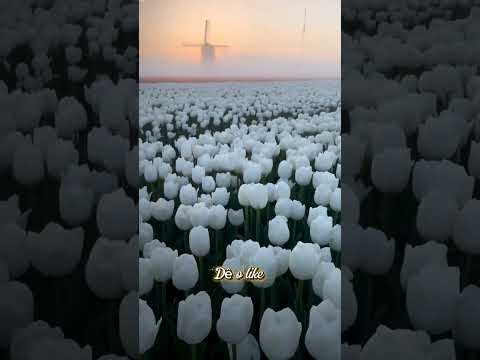 PASSEI UM DIA NA HOLANDA SEM SAIR DE SÃO PAULO - HOLAMBRA #holambra #flores