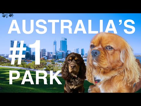 Why Kings Park, Perth is Australia’s #1 Tourist Spot🌿