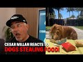 Why Some Dogs Can T Control Themselves Around Food Cesar Reacts