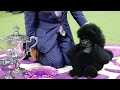 Sage the Miniature Poodle Crowned Best in Show at Westminster Dog Show
