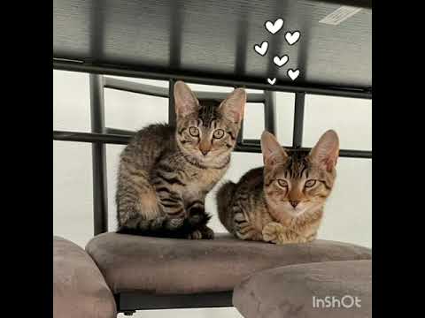Olive and Sebastian, an adopted Tabby in Brooklyn, NY_image-1