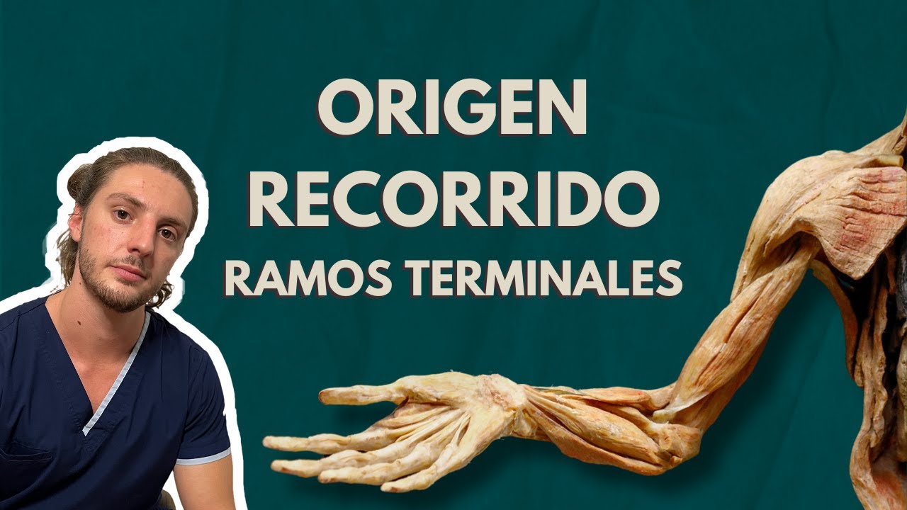 INERVACION DEL MIEMBRO SUPERIOR - Explicacion COMPLETA de cada nervio!