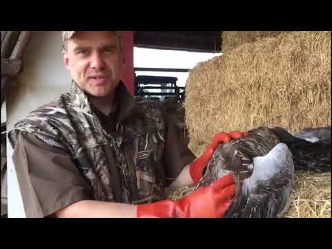 Altersansprache bei Wildgänsen: So unterscheiden Sie das Alter von Grau- und Nilgänse