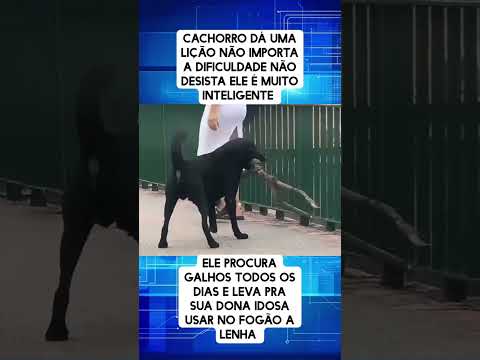 LIÇÃO MAMÍFERA | Cachorro da uma lição, não importando a dificuldade, o importante é não desistir