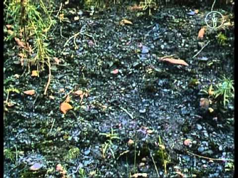 Steinkohle: Entstehung und Gewinnung (Ruhrgebiet)