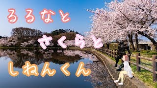 るるなとさくらの木のしたで