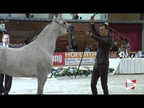 N.71 AL MAJID - Wels 2016 - Stallion 4-6 years old (Class 10)