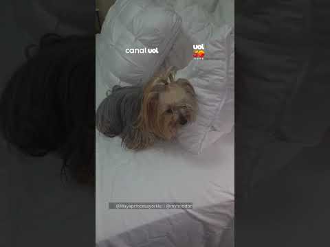 Tutora levanta travesseiro e descobre segredo escondido pela cachorrinha