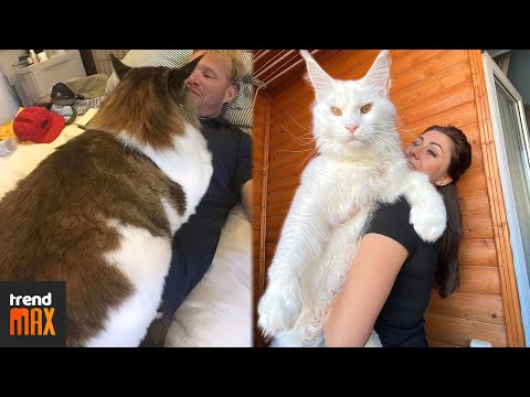 THE BIGGEST MAINE COON CATS