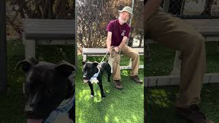 Video preview image #1 American Pit Bull Terrier Puppy For Sale in Pasadena, CA, USA