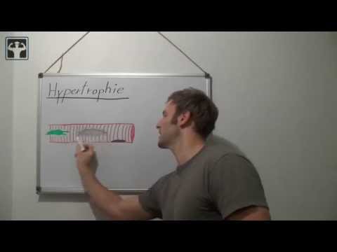 Hypertrophie und Hyperplasie - Biologische Erklärung für Muskelaufbau