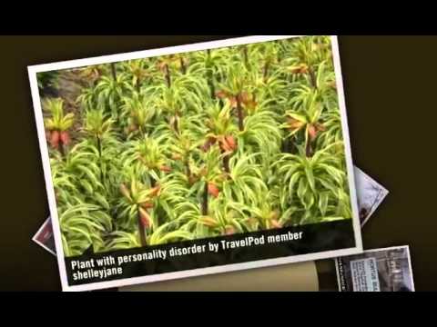 "Tulipmania: Hortus Bulborum" Shelleyjane's photos around Limmen, Netherlands (limmen bulborem)