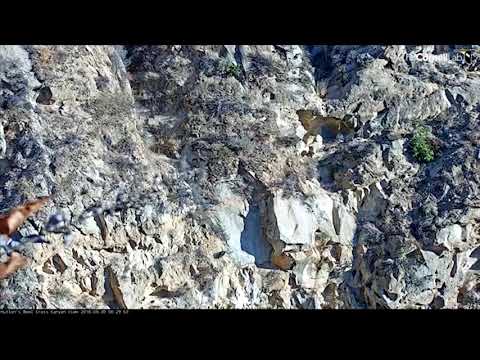 Hutton's Bowl Condor Now Developed Enough To Fledge, Experts Say – Oct. 3, 2018