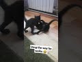 funny kitten walking away