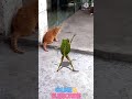 Billi Aur Mendhak Ki Bhangra Dance Shorts Billi Mendhak