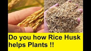 Rice Husk Benefits for Plants