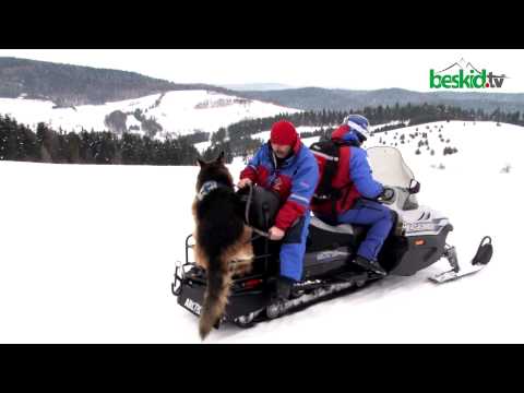 Psy Ratownicze w Krynickim GOPR