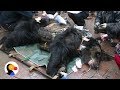 Bear Farmed For Bile Using Torture Vest is Finally Free | The Dodo