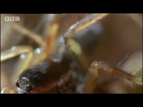 Amazing miniature world - Sir David Attenborough's Life in the Undergrowth - BBC wildlife