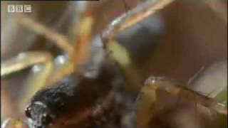 Amazing miniature world - Sir David Attenborough's Life in the Undergrowth - BBC wildlife