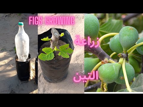 , title : 'زراعة اقلام التين بكل سهولة how to grow a fig tree from cuttings easy'
