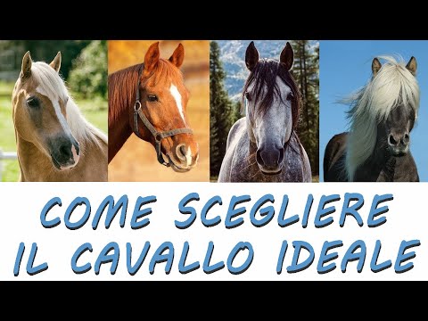 Scegliere il tuo cavallo ideale