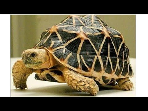 download lagu mp3 mp4 Indian Star Tortoise For Sale, download lagu Indian Star Tortoise For Sale gratis, unduh video klip Indian Star Tortoise For Sale