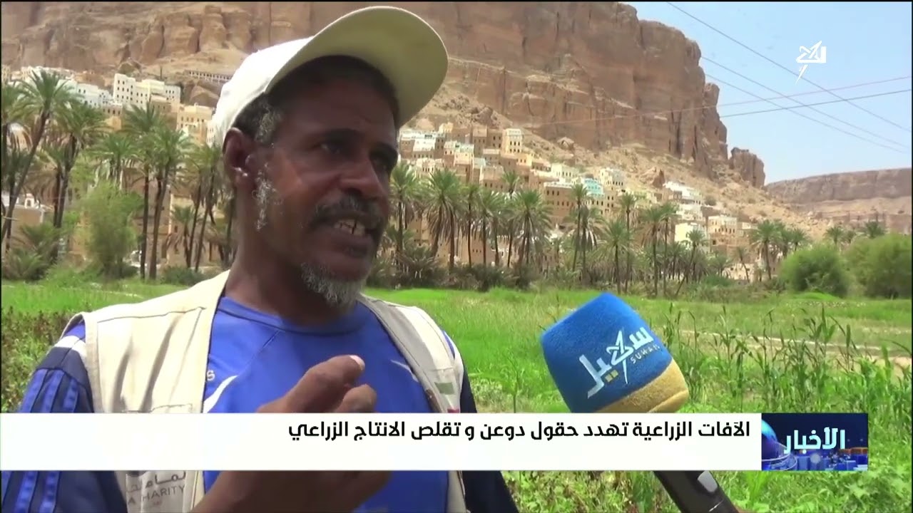 الآفات الزراعية تهدد حقول دوعن وتقلص الإنتاج الزراعي