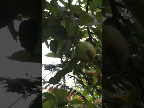 リンゴの木の根元に関連する植物はどれですか?  庭園