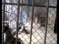 Tiger Temple The Screaming Tigers Cee4life