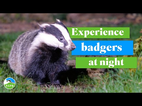 Spend a magical evening with Badgers