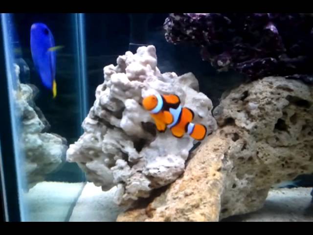 My tropical fish aquarium