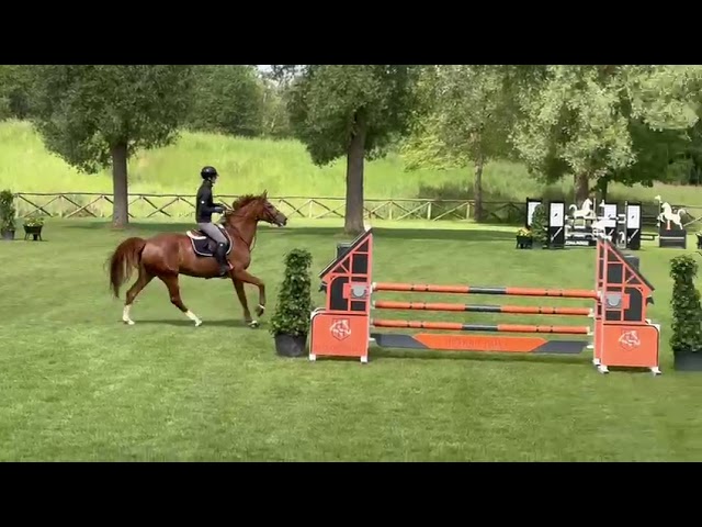 Caprice van de Pitsemburg (Comilfo Plus x Nonstop)